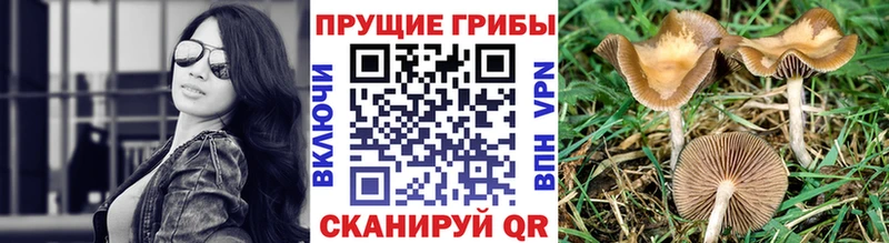Галлюциногенные грибы прущие грибы купить наркотик Жиздра